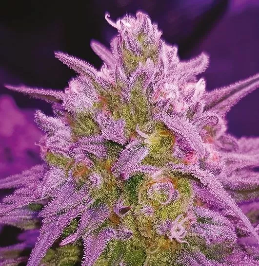 Critical Purple feminized seeds
