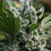 Close-up of a mature cannabis flower showcasing trichome coverage, highlighting the potency of Gorilla Glue Strain Regular Seeds.