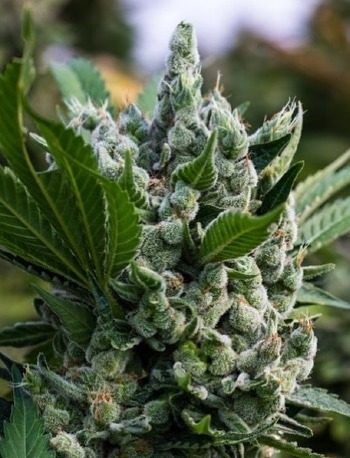 Gorilla Glue Seeds Canada: Full Regular Seed Grow Review Close-Up Of A Mature Cannabis Flower Showcasing Trichome Coverage, Highlighting The Potency Of Gorilla Glue Strain Regular Seeds.