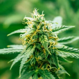 Close-up of a thriving cannabis plant, showcasing the quality you can expect from Harlequin Strain CBD Seeds. Order premium seeds for a successful harvest.