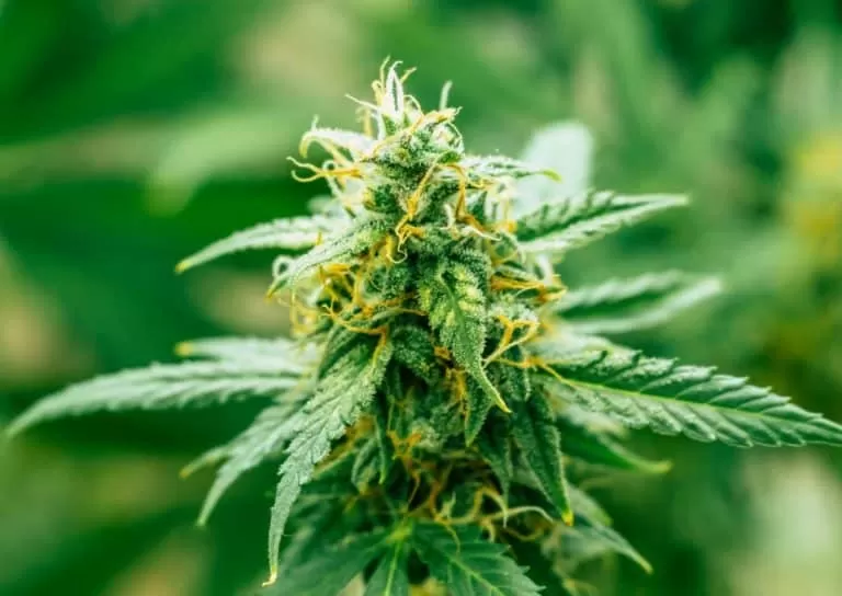 Harlequin cbd seeds
