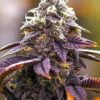Close-up of a vibrant purple cannabis bud. The photo showcases the dense trichome coverage of the Pink Kush Strain Feminized Seeds plant. View our premium cannabis seeds.