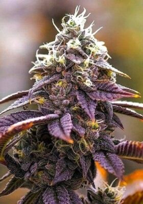Close-Up Of A Vibrant Purple Cannabis Bud. The Photo Showcases The Dense Trichome Coverage Of The Pink Kush Strain Feminized Seeds Plant. View Our Premium Cannabis Seeds.