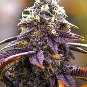 Close-up of a vibrant purple cannabis bud. The photo showcases the dense trichome coverage of the Pink Kush Strain Feminized Seeds plant. View our premium cannabis seeds.