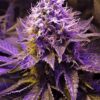Close-up image of Purple Haze Strain Feminized Seeds plant. Showcasing vibrant purple hues and potent trichome coverage of the Purple Haze Strain.