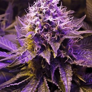 Close-up image of Purple Haze Strain Feminized Seeds plant. Showcasing vibrant purple hues and potent trichome coverage of the Purple Haze Strain.