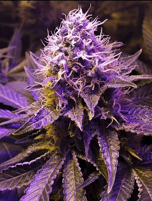 Purple Haze Strain Feminized Seeds Close-Up Image Of Purple Haze Strain Feminized Seeds Plant. Showcasing Vibrant Purple Hues And Potent Trichome Coverage Of The Purple Haze Strain.