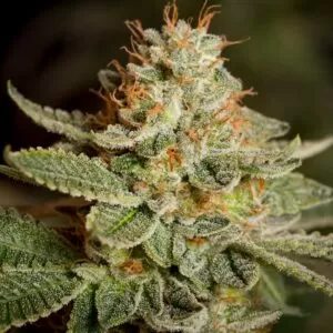 Close-Up Of A Mature Sour Diesel Strain Regular Seeds Bud, Showcasing Its Trichome-Covered Leaves And Vibrant Orange Pistils. Perfect For Cultivation Information.