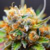 Close-up of a frosty cannabis bud, showcasing the vibrant colors of the Tangerine Dream Strain Feminized Seeds. Trichomes glisten and the orange pistils are visible.