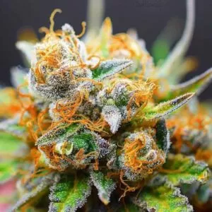 Close-Up Of A Frosty Cannabis Bud, Showcasing The Vibrant Colors Of The Tangerine Dream Strain Feminized Seeds. Trichomes Glisten And The Orange Pistils Are Visible.