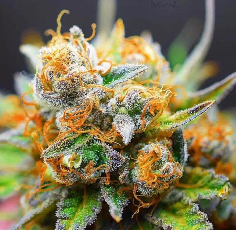 Tangerine Dream feminized seeds