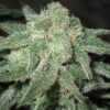 Close-up of a mature cannabis bud, rich in trichomes, showcasing the Trainwreck Strain Autoflower Seeds' potential. This potent strain offers fast and easy growth.