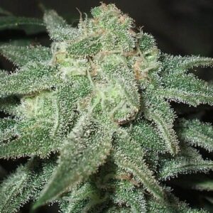 Close-up of a mature cannabis bud, rich in trichomes, showcasing the Trainwreck Strain Autoflower Seeds' potential. This potent strain offers fast and easy growth.