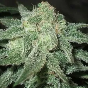 Close-up of a mature cannabis bud, rich in trichomes, showcasing the Trainwreck Strain Autoflower Seeds' potential. This potent strain offers fast and easy growth.