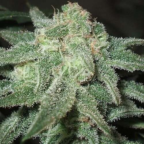 Trainwreck Strain Autoflower Seeds Close-Up Of A Mature Cannabis Bud, Rich In Trichomes, Showcasing The Trainwreck Strain Autoflower Seeds' Potential. This Potent Strain Offers Fast And Easy Growth.