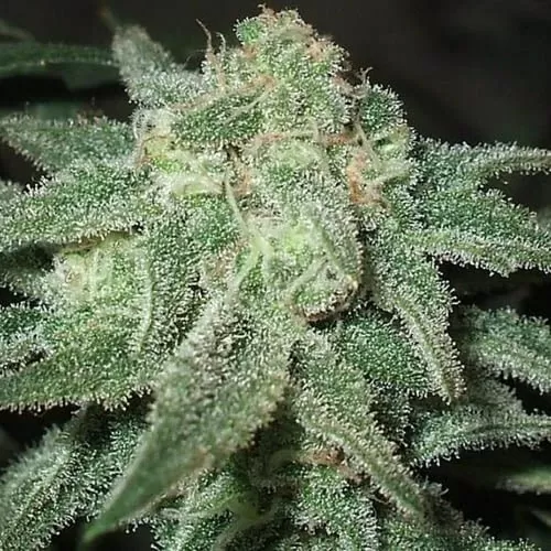 Trainwreck autoflower seeds