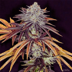 Premium Alien Technology Strain Regular Seeds. Image Showcases The Unique, Frosty Buds And Vibrant Purple And Golden Leaves Of This Popular Cannabis Strain.