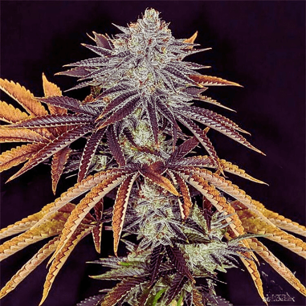 Alien Technology Strain Regular Seeds Premium Alien Technology Strain Regular Seeds. Image Showcases The Unique, Frosty Buds And Vibrant Purple And Golden Leaves Of This Popular Cannabis Strain.