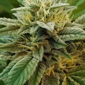 Close-up of a vibrant cannabis flower. Buy A-Train Strain Feminized Seeds for a high-quality, potent yield. See our selection of seeds today!