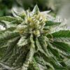Close-up of a frosty cannabis bud from Abusive OG Strain Feminized Seeds. This strain is known for its potency and unique terpene profile.