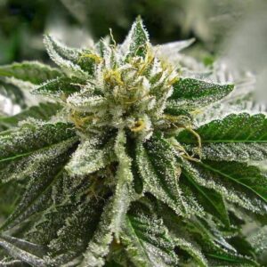 Close-up of a frosty cannabis bud from Abusive OG Strain Feminized Seeds. This strain is known for its potency and unique terpene profile.