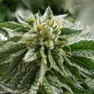 Close-up of a frosty cannabis bud from Abusive OG Strain Feminized Seeds. This strain is known for its potency and unique terpene profile.