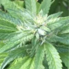 Close-up image showcasing the flower and leaves of an Ace Killer OG Strain Feminized Seeds plant. Ideal for cultivation.
