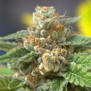 Close-up of a mature Agent Orange Strain Feminized Seeds flower, showcasing its trichome-covered buds and orange pistils. Buy Agent Orange Strain Feminized Seeds here.