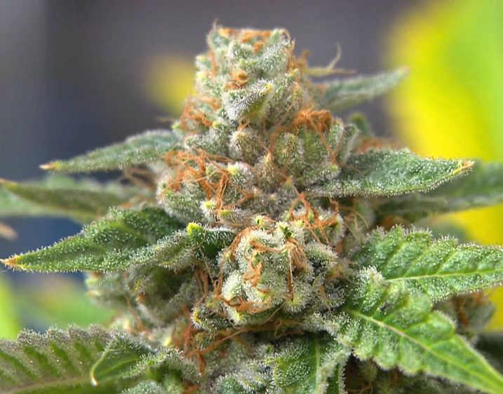 Agent Orange Strain Feminized Seeds Close-Up Of A Mature Agent Orange Strain Feminized Seeds Flower, Showcasing Its Trichome-Covered Buds And Orange Pistils. Buy Agent Orange Strain Feminized Seeds Here.