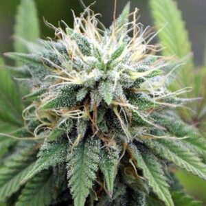 Close-up of a cannabis bud from AK-47 Strain Feminized Seeds, showcasing trichome coverage and plant health. High-quality genetics for optimal growth.