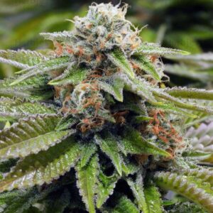 Close-Up Showcasing The Trichome-Rich Bud Of The Alien Gorilla Glue Strain Regular Seeds. View Details And Purchase These Premium Cannabis Seeds Now.