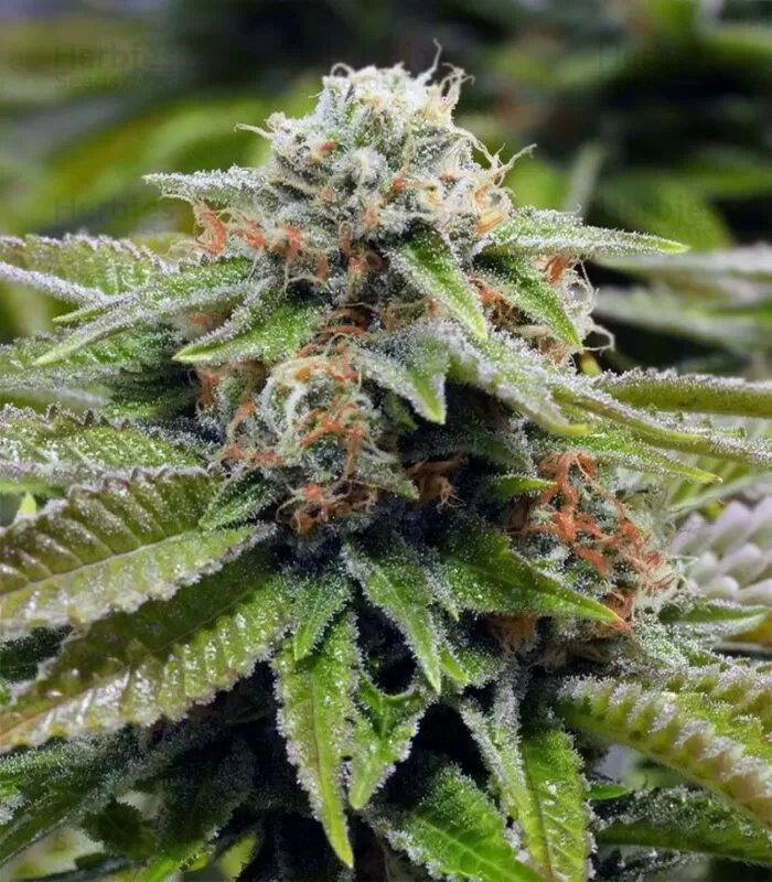 Alien Gorilla Glue regular seeds