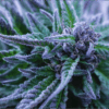 Close-up of a flowering Alpha Blue Strain Feminized Seeds plant showing frosty purple and green leaves. Perfect for cannabis cultivation and growth projects.