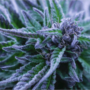 Close-up of a flowering Alpha Blue Strain Feminized Seeds plant showing frosty purple and green leaves. Perfect for cannabis cultivation and growth projects.