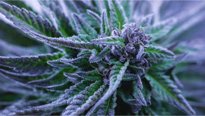 Alpha Blue Strain Feminized Seeds Close-Up Of A Flowering Alpha Blue Strain Feminized Seeds Plant Showing Frosty Purple And Green Leaves. Perfect For Cannabis Cultivation And Growth Projects.