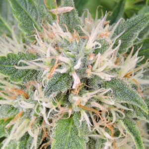 Close-up of a mature Amnesia Lemon Strain Regular Seeds plant showing trichome-covered buds. Purchase Amnesia Lemon seeds for cultivation.