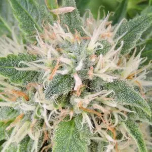 Close-up of a mature Amnesia Lemon Strain Regular Seeds plant showing trichome-covered buds. Purchase Amnesia Lemon seeds for cultivation.