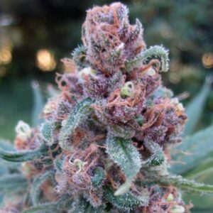 Close-up of a mature Black Cherry Soda Strain Feminized Seeds flower showing trichomes. Buy premium cannabis seeds now!
