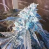 Close-up of a frosty cannabis flower showcasing the dense buds of the Blue Crack Strain Feminized Seeds. Order premium quality seeds online now.