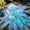 Close-up of a frosty Blue Haze Strain Feminized Seeds bud, showcasing its vibrant color and trichome coverage for potent aroma and effects.