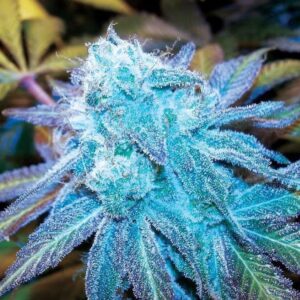 Close-up of a frosty Blue Haze Strain Feminized Seeds bud, showcasing its vibrant color and trichome coverage for potent aroma and effects.