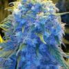 Close-up of a mature Blue Monster Strain Feminized Seeds plant showcasing its distinctive blue hues and dense, resinous buds.