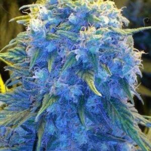 Close-up of a mature Blue Monster Strain Feminized Seeds plant showcasing its distinctive blue hues and dense, resinous buds.