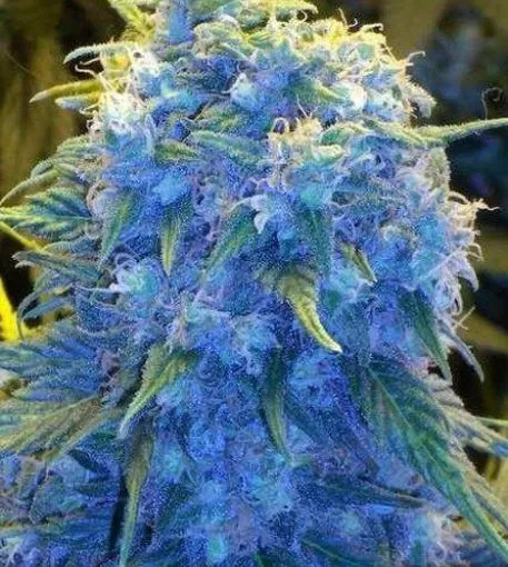 Blue Monster Strain Feminized Seeds Close-Up Of A Mature Blue Monster Strain Feminized Seeds Plant Showcasing Its Distinctive Blue Hues And Dense, Resinous Buds.