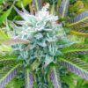 Close-up image of the 'Blue Zkittlez Strain Feminized Seeds' flower, showcasing its vibrant colors and trichome density. Premium genetics for exceptional yield and potency.