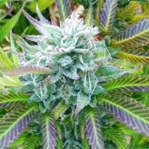 Close-up image of the 'Blue Zkittlez Strain Feminized Seeds' flower, showcasing its vibrant colors and trichome density. Premium genetics for exceptional yield and potency.