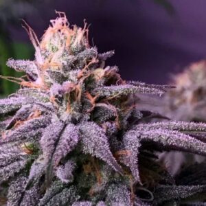 Close-up of a trichome-covered cannabis bud from the Blueberry Strain Feminized Seeds, showcasing its potency and resin production. Ideal for cultivation.