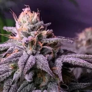 Close-up of a trichome-covered cannabis bud from the Blueberry Feminized Seeds, showcasing its potency and resin production. Ideal for cultivation.