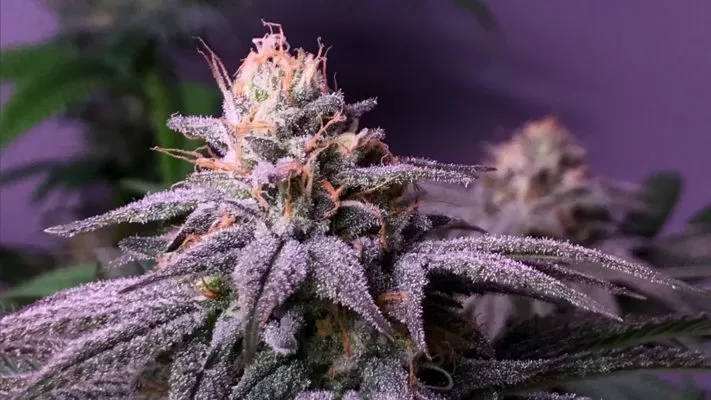 Blueberry Strain Feminized Seeds Close-Up Of A Trichome-Covered Cannabis Bud From The Blueberry Strain Feminized Seeds, Showcasing Its Potency And Resin Production. Ideal For Cultivation.