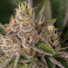 Close-up of a trichome-covered Blueberry Kush Strain Feminized Seeds bud, showcasing its dense structure and resinous quality. Ideal for cultivation.